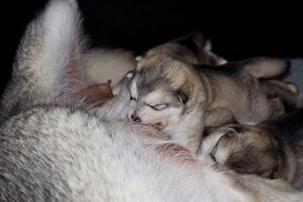 E Wurf 2 Wochen alt 13.jpg